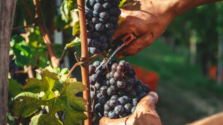 BUONA PRATICA CERCASI: IL PRIGETTO Vineyard ha Ottenuto il Riconoscimento di Qualità