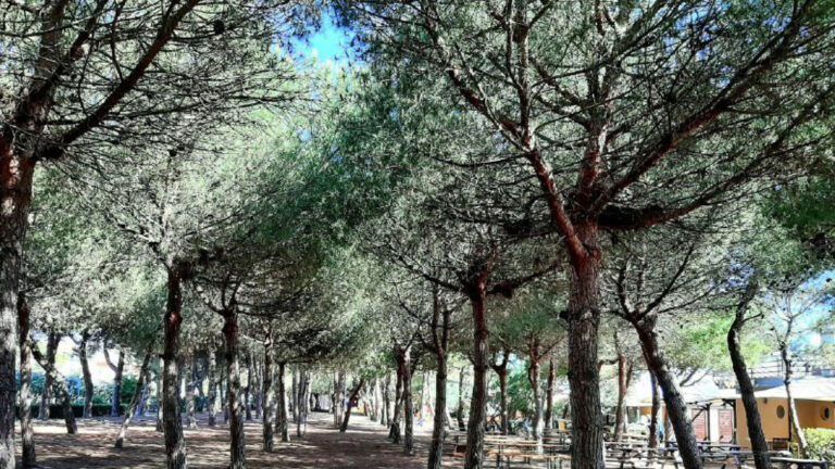 Coldiretti, Contro l'allerta caldo più verde urbano - a breve