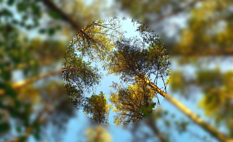 Close up look at trees from the ground view.