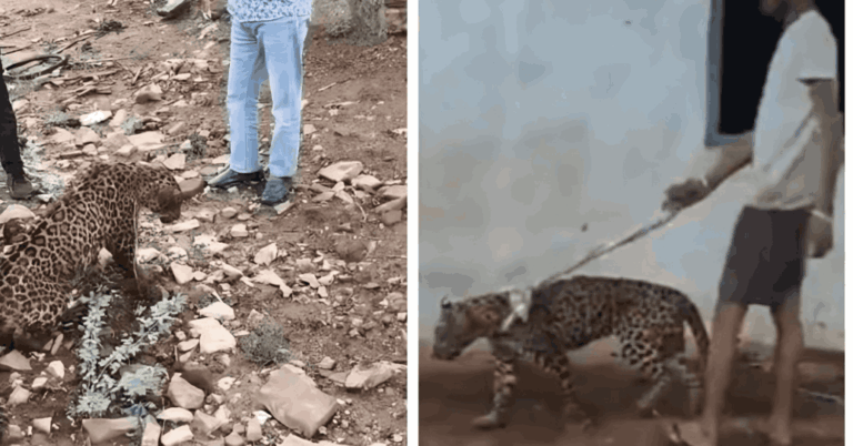 This Viral Video of an Injured Leopard From Rajasthan Is a Lesson on What Not To Do After Spotting a Wild Animal