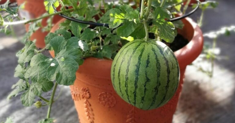 How to Grow Watermelons at Home (Even in Small Spaces!)