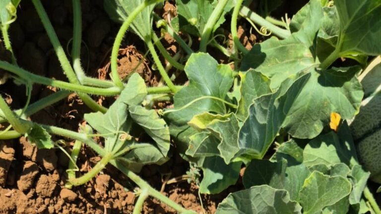 >ANSA-BOX/Sos caldo nei campi,anche -15% latte e danni a colture - Mondo Agricolo