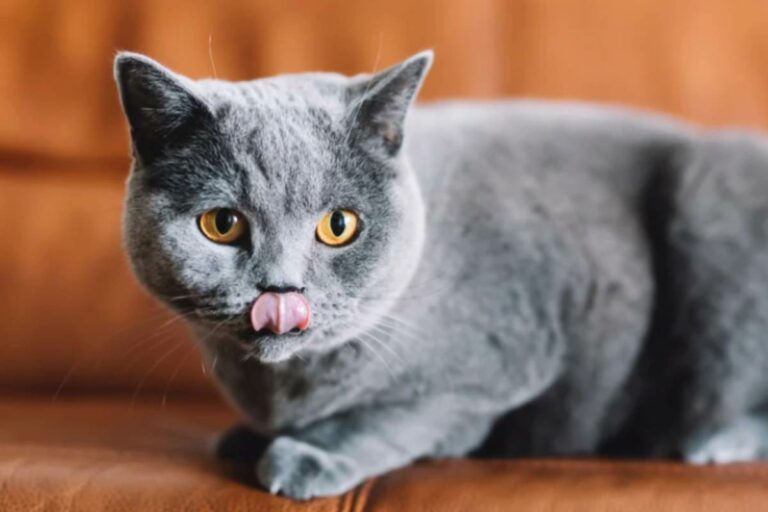 Gatto