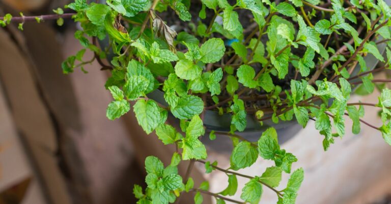 A Super Simple Guide to Growing Mint at Home This Monsoon