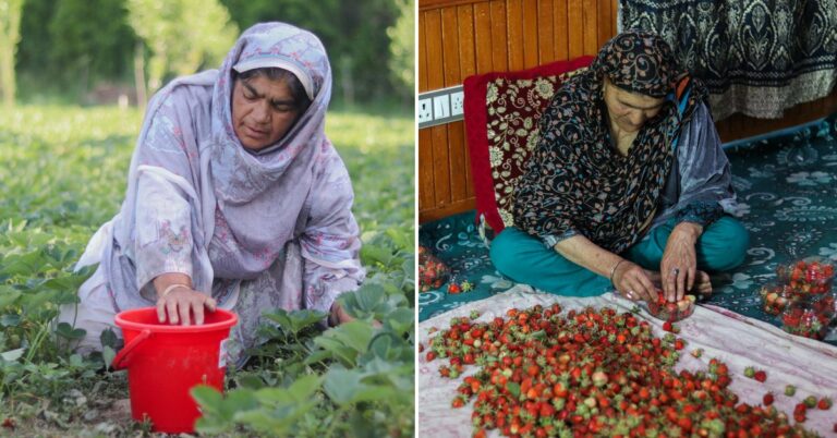 60% of a Kashmir Village Now Grows Strawberries & These 4 Women Are at the Heart of It