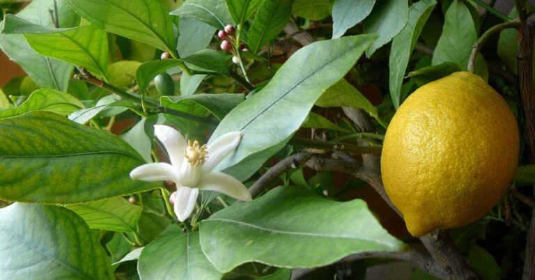 Here is a Guide to Growing Lemon Trees at Home This Monsoon