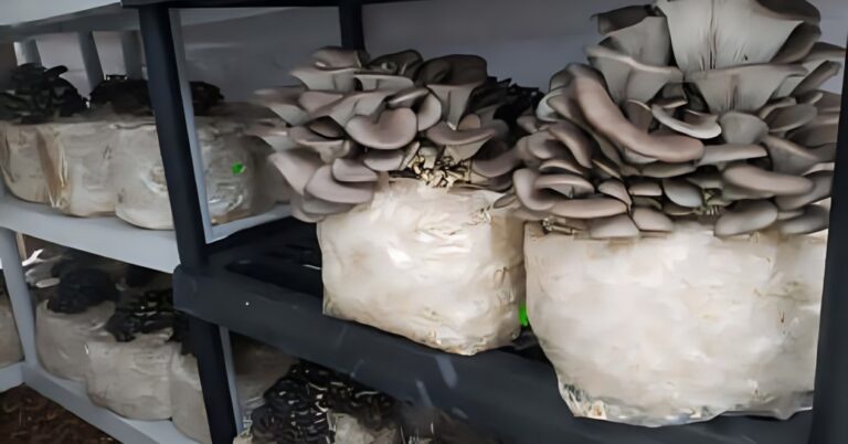 How To Start Small-Scale Mushroom Farming at Home: A Beginner’s Guide