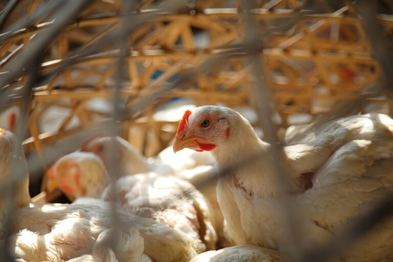 India's biofuel drive pecks at chicken farmer profits | News | Eco-Business