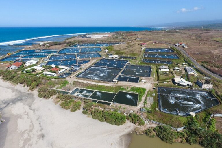 Indonesia’s aquaculture sector needs technical assistance, finance to match blue economy hype to reality: experts | News | Eco-Business