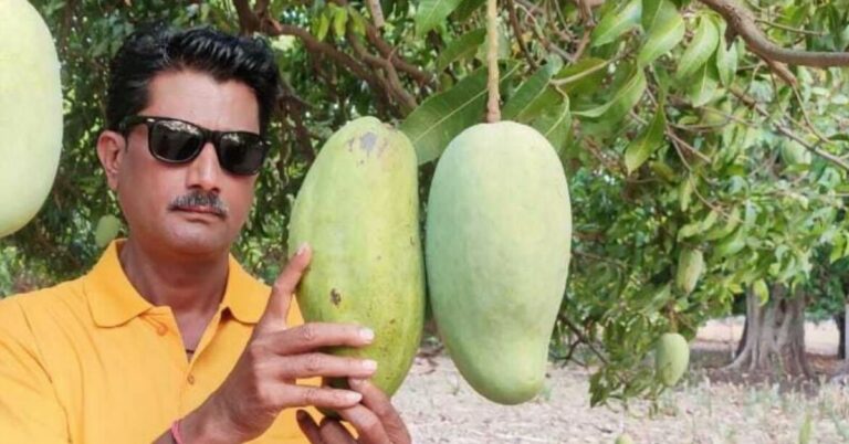 Meet the Mango That Can Weigh Over 3 Kilos & The Farmer Who Grows It — Right Here in India