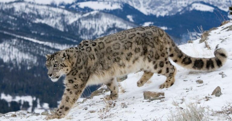 68% of India’s Snow Leopards Are in Ladakh And Locals Helped Make It Happen