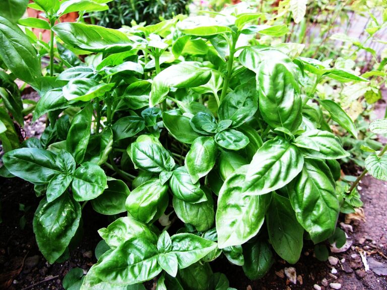 Basil-Basilico-Ocimum basilicum-albahaca