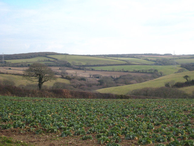 Broccoli e cavolfiori di ottobre: pulirli e cuocerli senza puzza in casa Field of young broccoli (cauliflower) at Boswellick - geograph.org.uk - 1710452