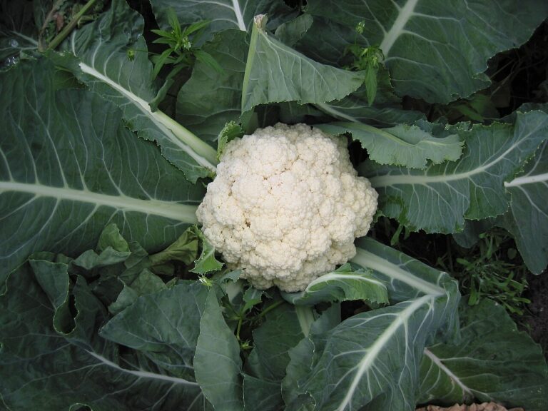 Cavolfiore e broccoli di stagione: cuocerli senza riempire casa di odore Bloemkool