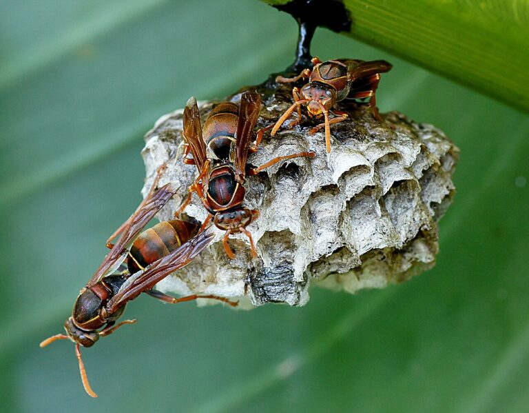 Australian paper wasp. (11619542284)